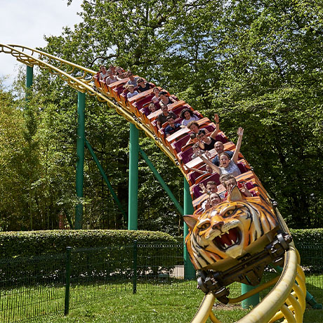 Le tigre de Sibérie au parc de loisirs Le PAL en Auvergne-Rhône-Alpes